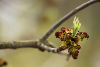 Fraxinus pennsylvanica 'Aucubifolia' - jasan pensylvánský - květenství